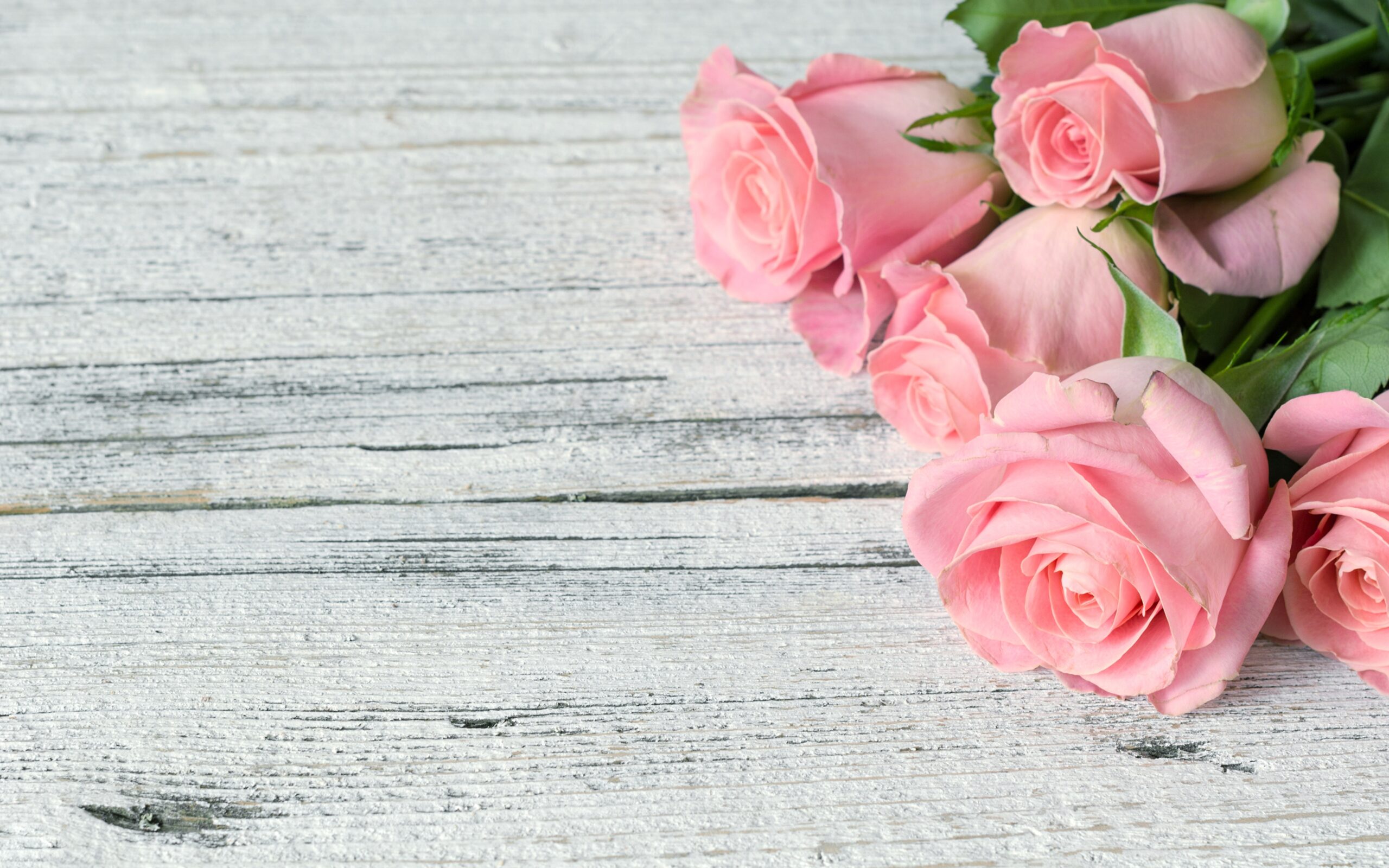 Roses_Pink_color_542378_3840x2400